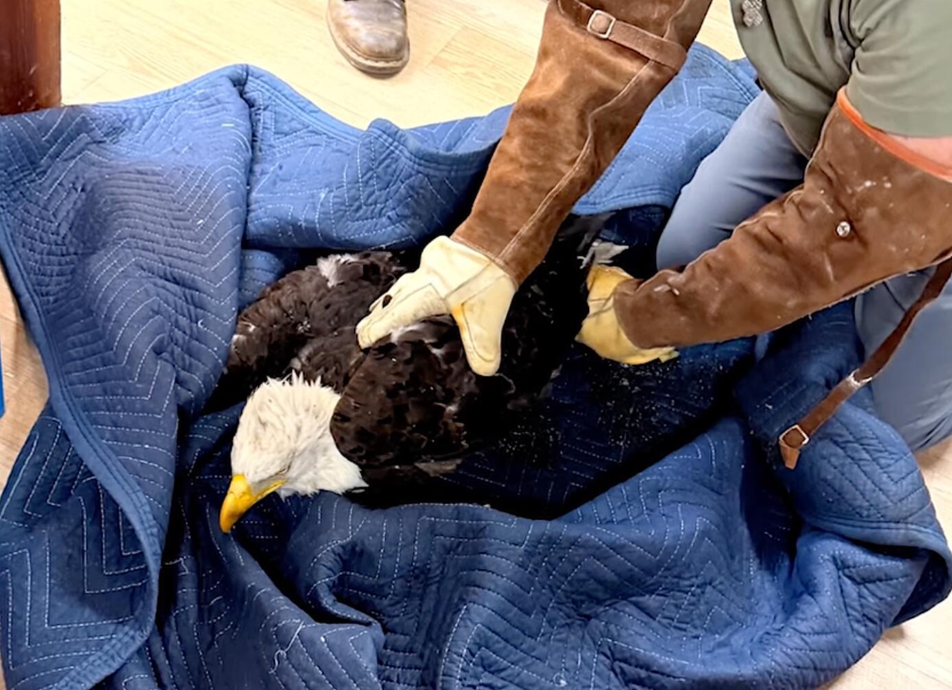 Rescued eagle Jackie battles anemia, inflammation. 'It's too early to predict the outcome'